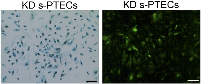 Supplementary Figure 5.