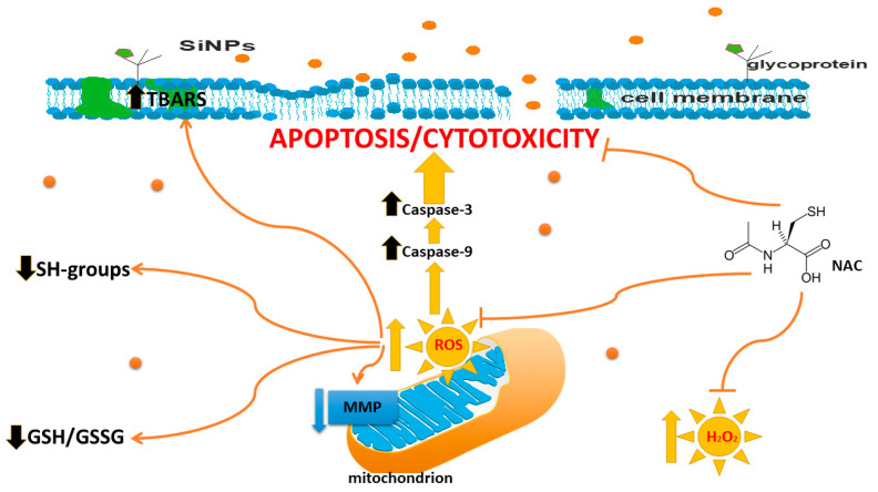 Figure 6