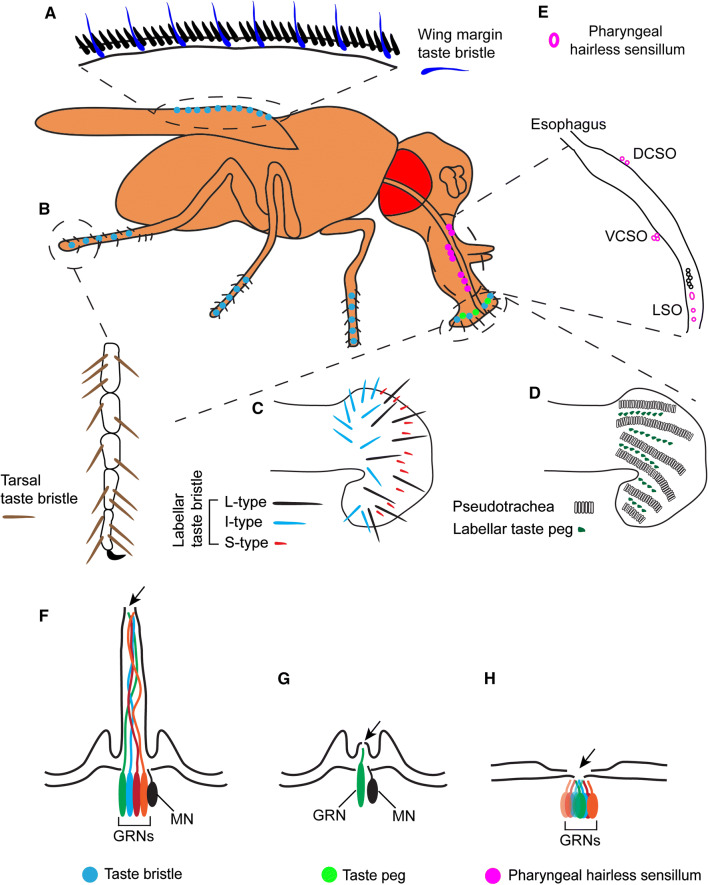 Fig. 1