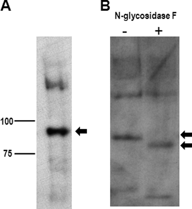 FIGURE 5.