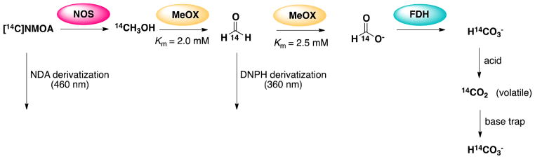 Scheme 3