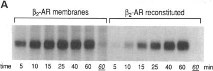 graphic file with name pnas01131-0167-a.jpg