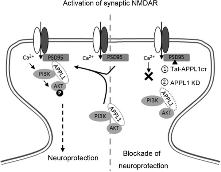 Figure 11.