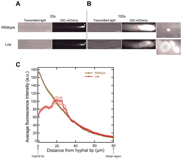 Fig. 2