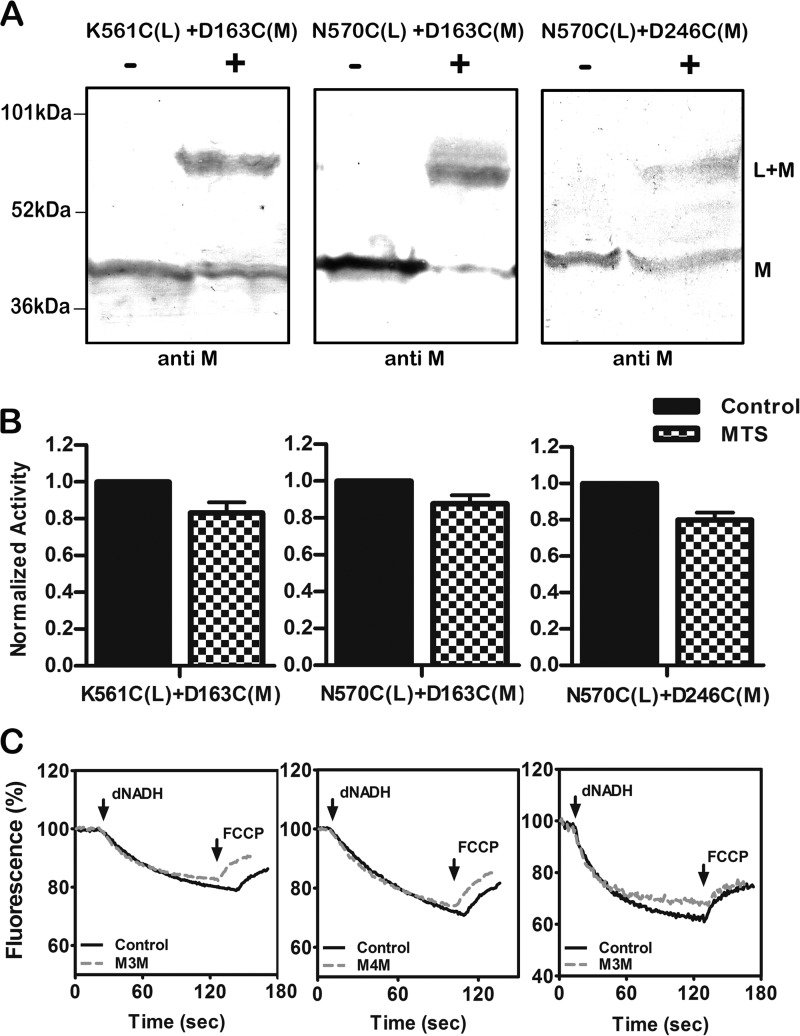 FIGURE 4.