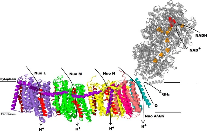 FIGURE 1.