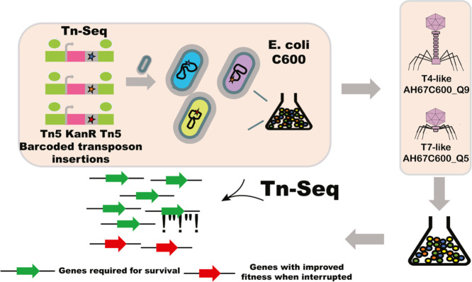 Image, graphical abstract