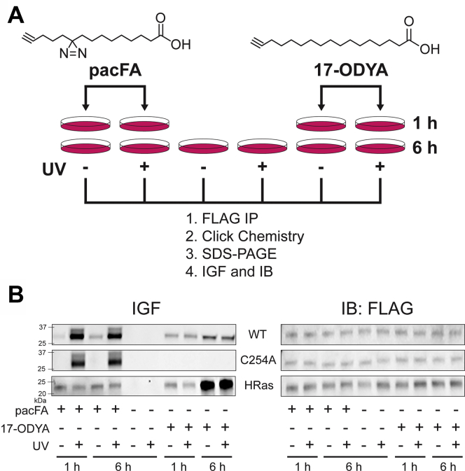 Figure 7