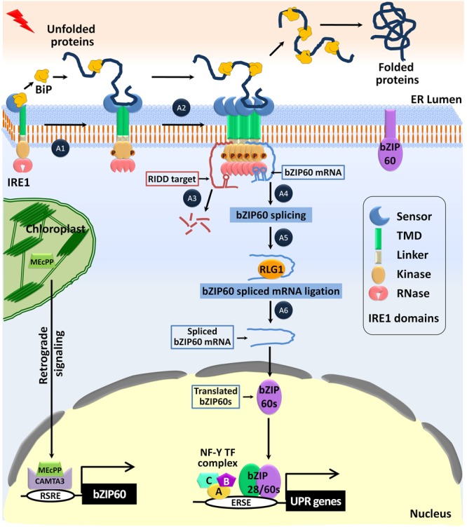 FIGURE 4