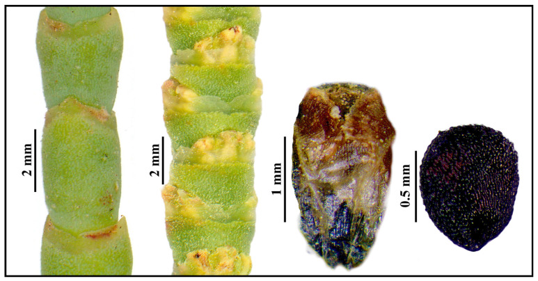 Figure 13