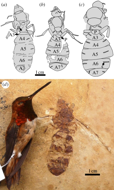 Figure 3.