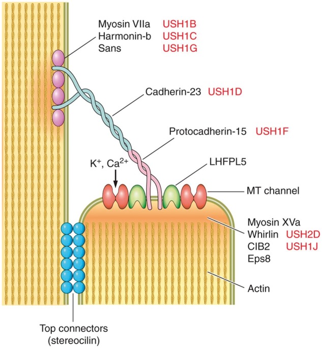 Fig. 2