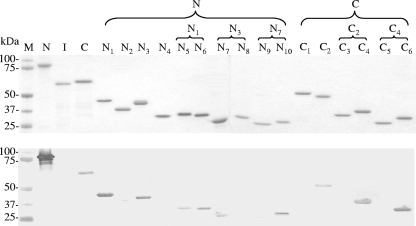 FIG. 2.