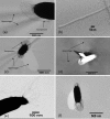 FIG. 1.