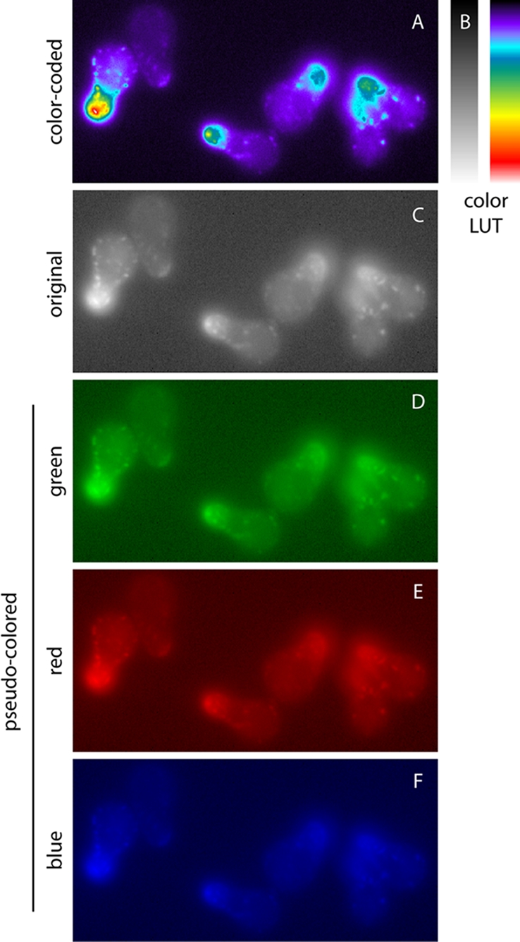 FIGURE 2: