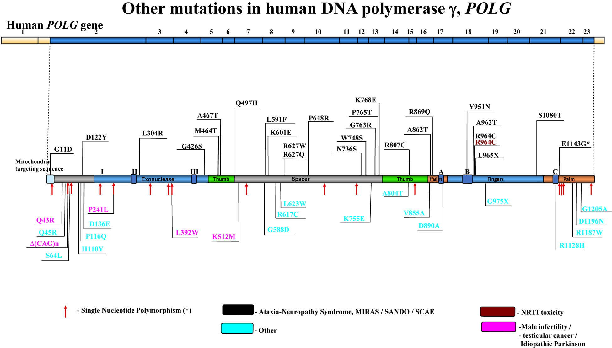 Figure 2 |