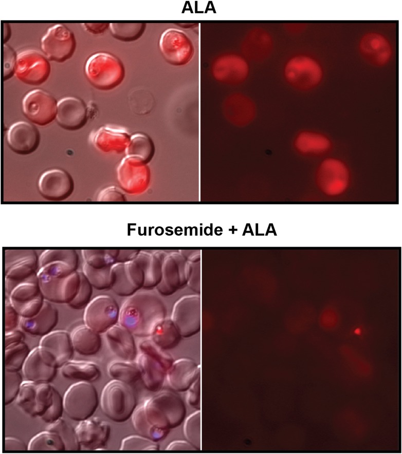 Figure 3—figure supplement 1.