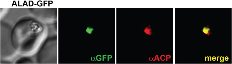 Figure 2—figure supplement 5.