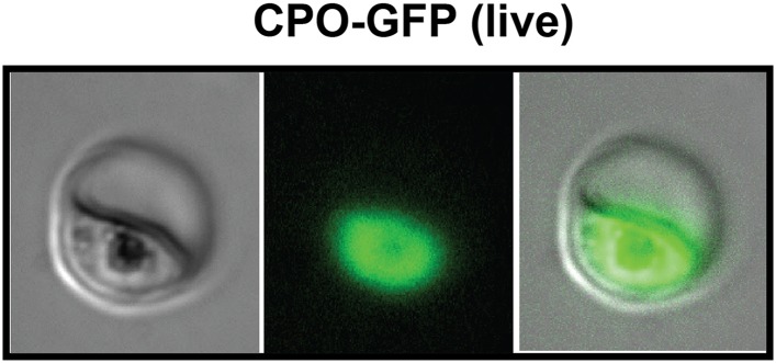 Figure 2—figure supplement 2.