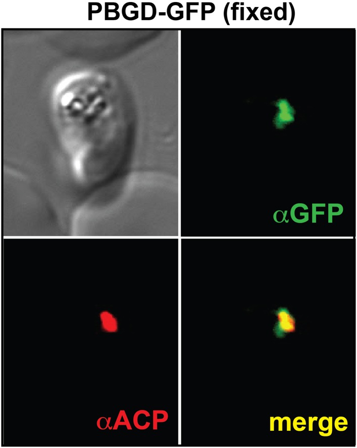 Figure 2—figure supplement 1.