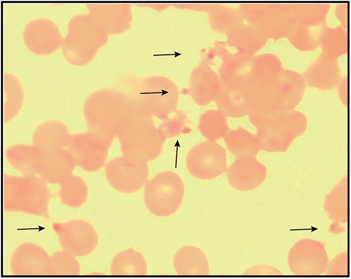 Figure 7—figure supplement 3.