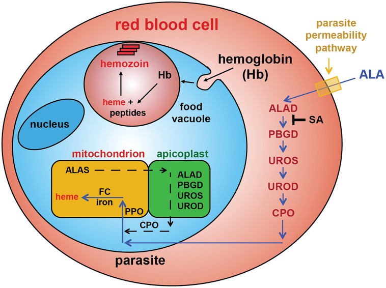 Figure 4.