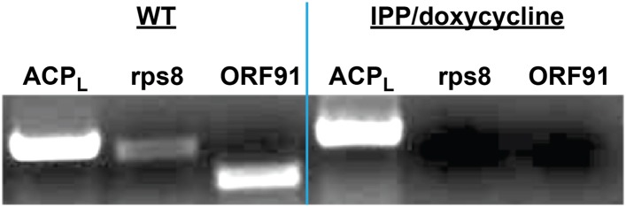 Figure 2—figure supplement 6.