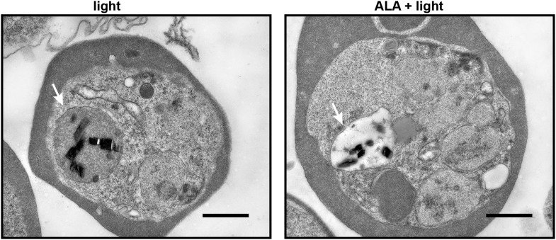 Figure 1—figure supplement 2.