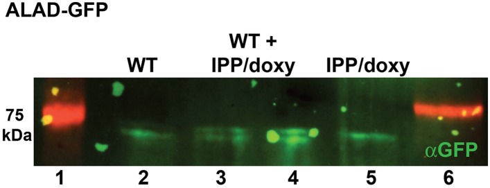 Figure 2—figure supplement 7.