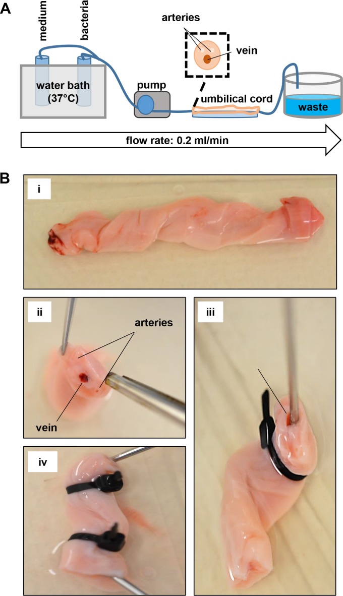 FIG 1