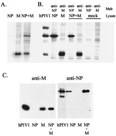 FIG. 1