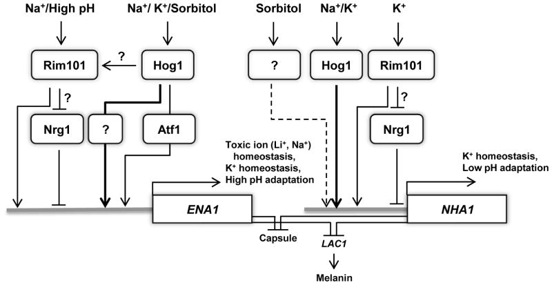 Fig. 11