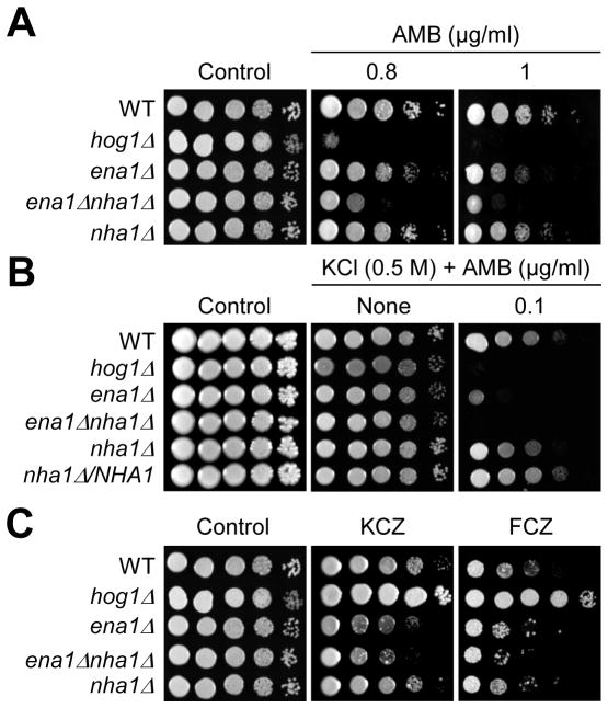 Fig. 6