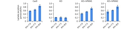 Lactate production was measured in 4T1/Cas9, 4T1/PKM-KO, 4T1/KO+hPKM1 and 4T1/KO+hPKM2 cells cultured with the medium with different pH, as indicated, for 8 h.