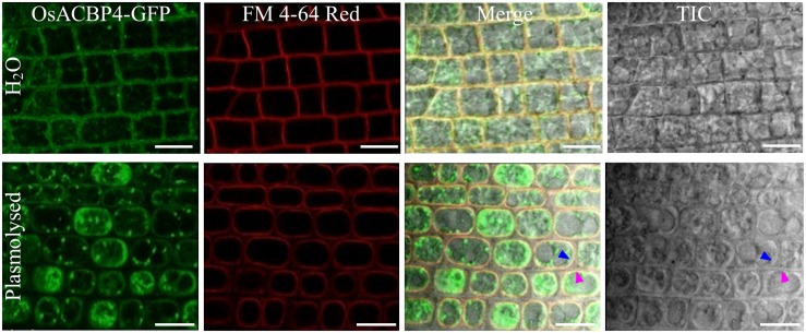 FIGURE 3