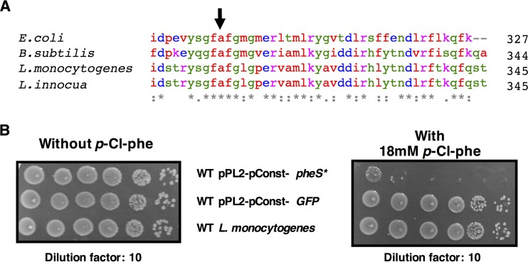 FIG 1