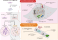 Graphical Abstract