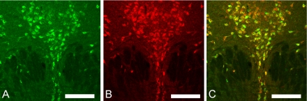 Fig. 5