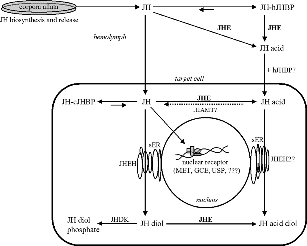 Fig.2