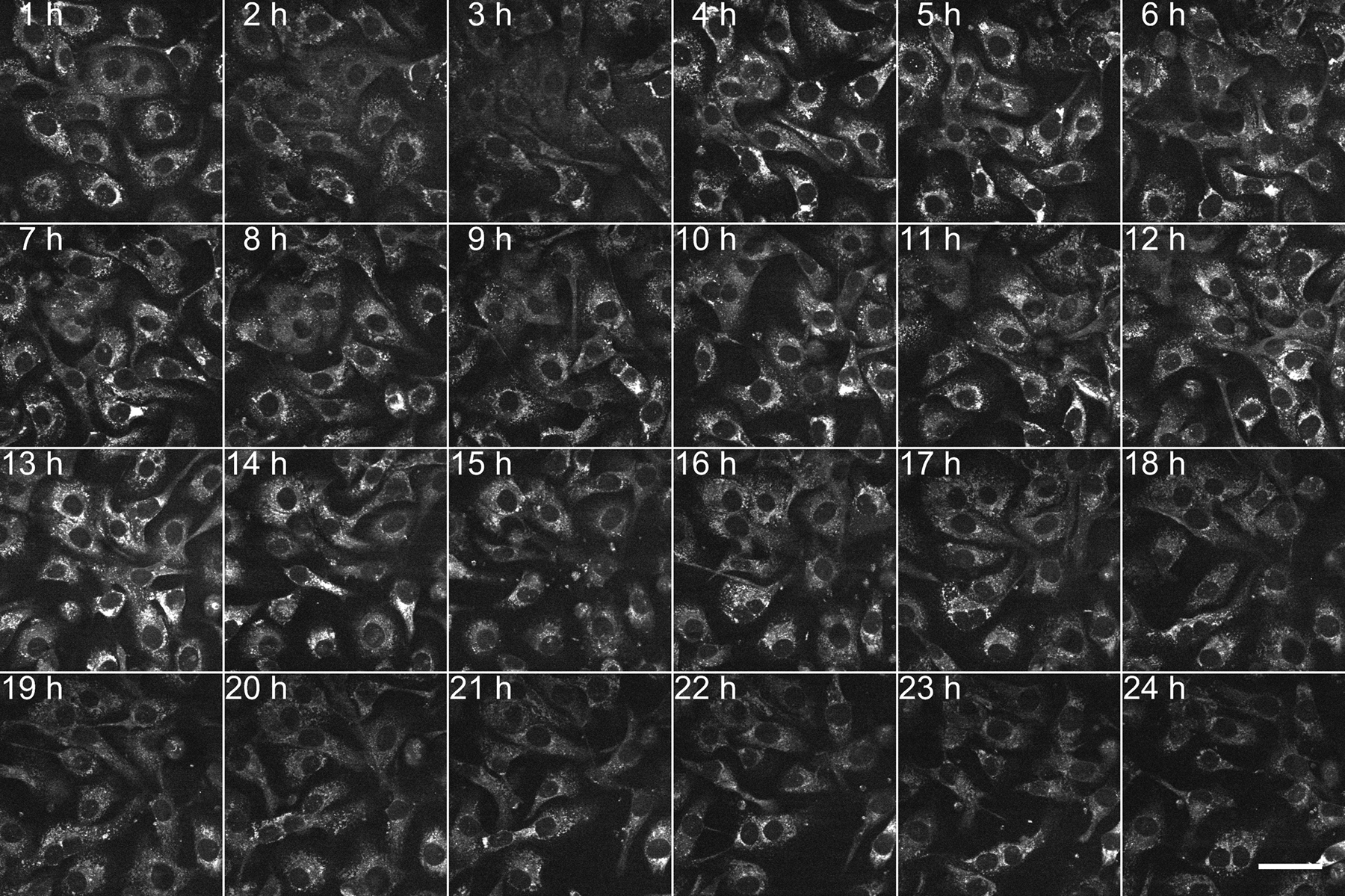 Figure 4: