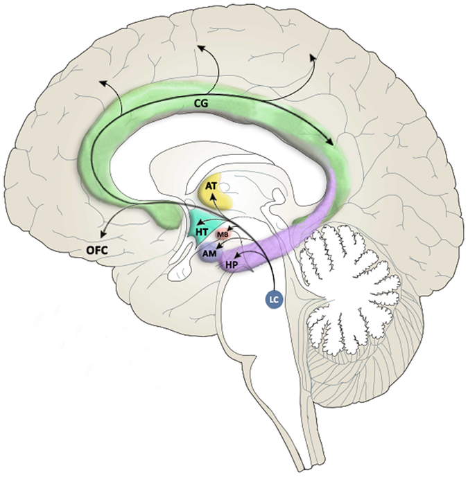 FIGURE 1.