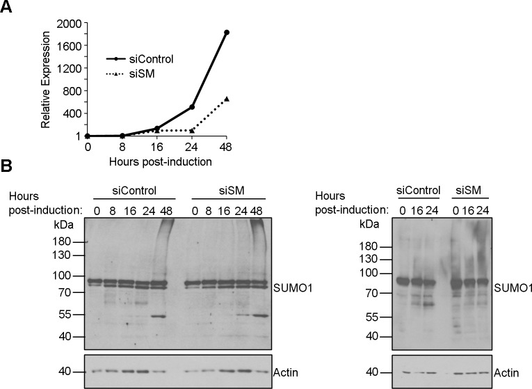 Fig 10