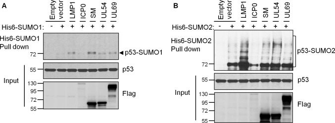 Fig 9