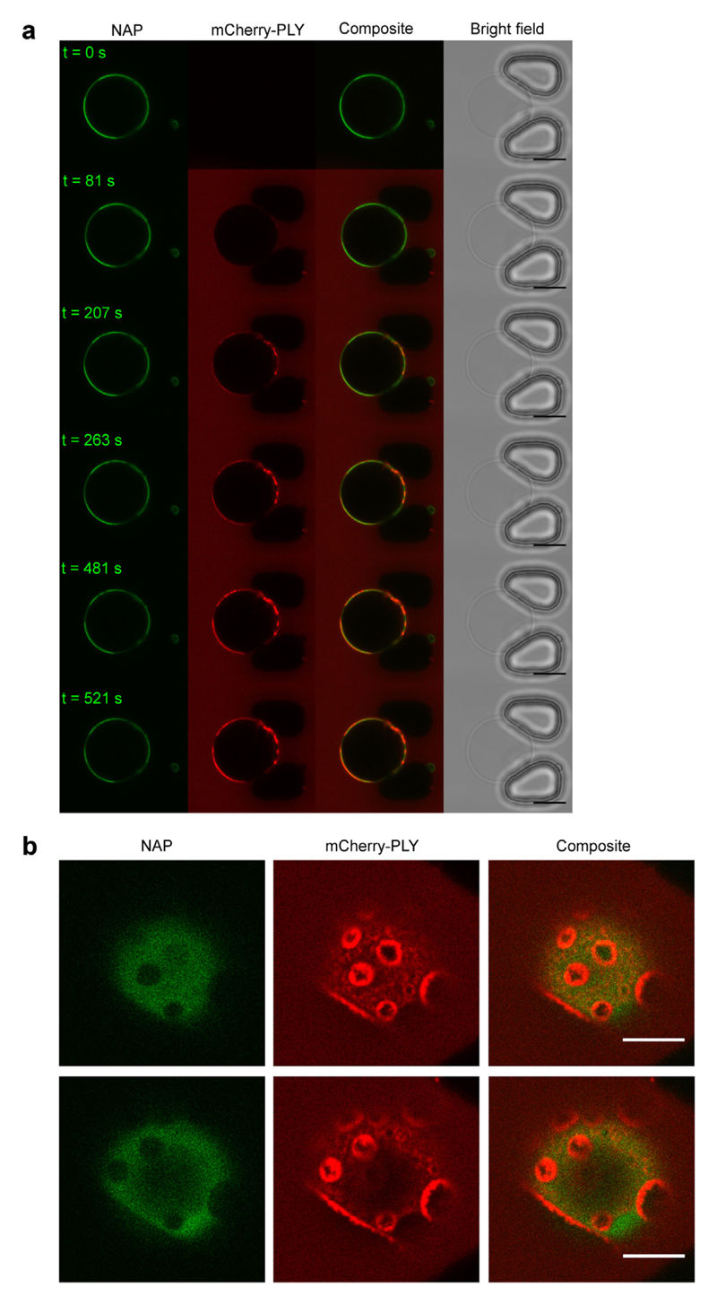 Fig. 9