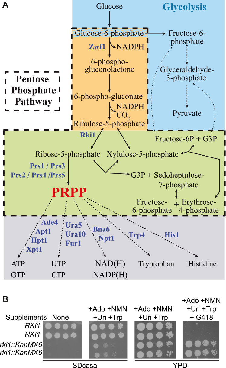 Figure 1