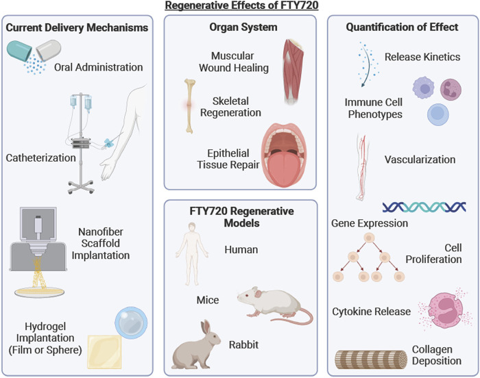 graphic file with name FPHYS_fphys-2023-1148932_wc_abs.jpg