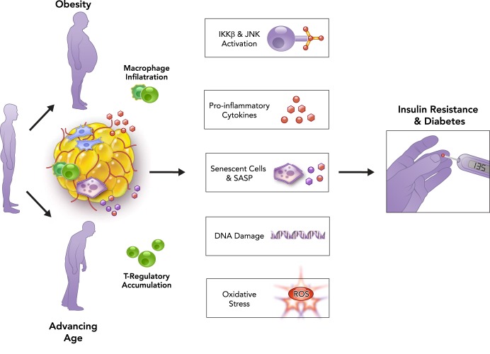 Physiological Aging: Links Among Adipose Tissue Dysfunction, Diabetes ...