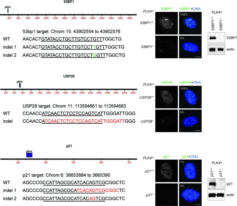 Figure 2—figure supplement 1.