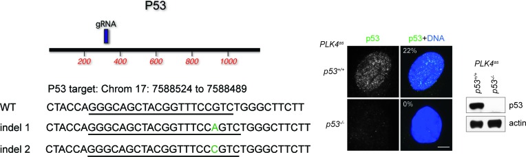 Figure 1—figure supplement 2.