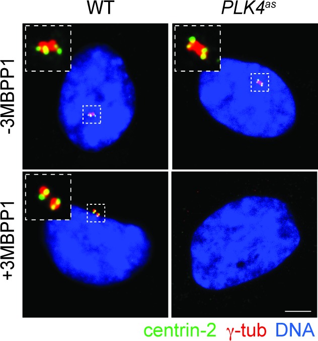 Figure 1—figure supplement 1.